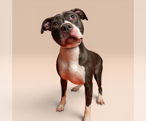 Medium Photo #1 American Staffordshire Terrier-Unknown Mix Puppy For Sale in Rowlett, TX, USA