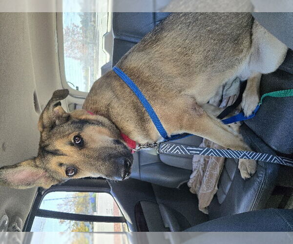 Medium Photo #5 German Shepherd Dog Puppy For Sale in Winston Salem, NC, USA