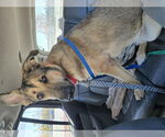 Small #4 German Shepherd Dog