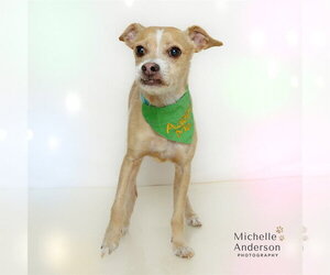 Mutt Dogs for adoption in Corona, CA, USA