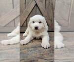 Small Photo #5 Great Pyrenees Puppy For Sale in SHADE GAP, PA, USA