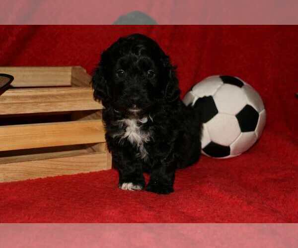 Medium Photo #6 F2 Aussiedoodle Puppy For Sale in LIBERAL, MO, USA