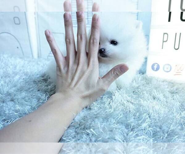 Medium Photo #9 Pomeranian Puppy For Sale in FULLERTON, CA, USA