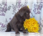 Small Photo #8 Labrador Retriever Puppy For Sale in LAKELAND, FL, USA