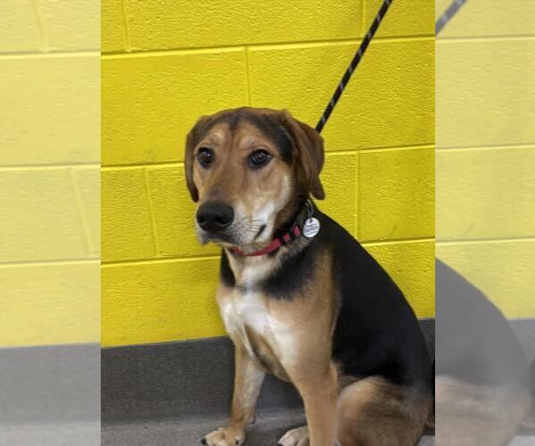 Medium Photo #1 German Shepherd Dog-Unknown Mix Puppy For Sale in Forestville, MD, USA