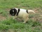 Small Photo #1 Newfoundland Puppy For Sale in CHANUTE, KS, USA