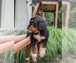 Puppy Cowboy Golden Mountain Doodle