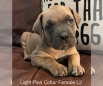 Puppy L2 Light Pink F Border Collie