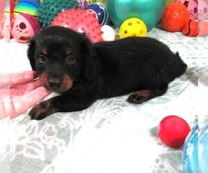 Dachshund Puppy for sale in RATTAN, OK, USA