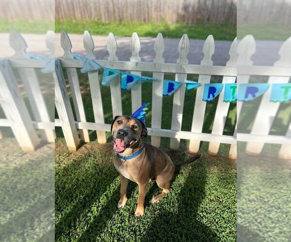 Medium Photo #2 Mutt Puppy For Sale in OKLAHOMA CITY, OK, USA