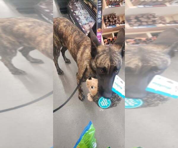 Medium Photo #3 Dutch Shepherd -Unknown Mix Puppy For Sale in Imlay City, MI, USA