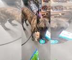 Small #2 Dutch Shepherd  Mix