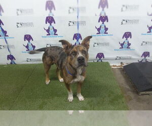 Labrador Retriever-Unknown Mix Dogs for adoption in Orlando, FL, USA