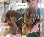 Small Photo #7 Bloodhound Puppy For Sale in BARTLEY, NE, USA