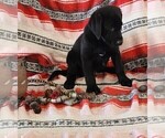 Small Photo #80 Labrador Retriever Puppy For Sale in MERIDEN, KS, USA