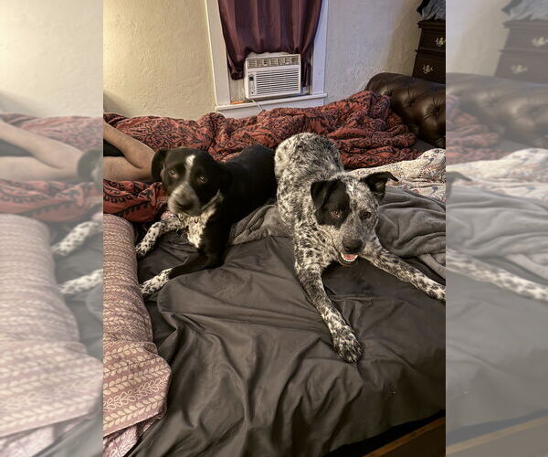 Medium Photo #4 Mutt Puppy For Sale in Springdale, PA, USA