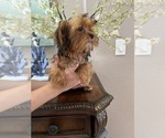 Small Photo #2 Yorkshire Terrier Puppy For Sale in SARASOTA, FL, USA