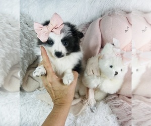 Pomeranian Puppy for sale in TAMPA, FL, USA