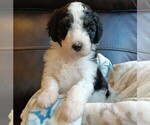 Small #2 Bernedoodle