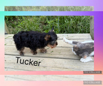 Small #1 Yorkshire Terrier