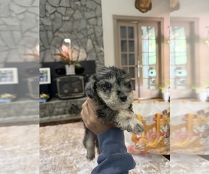 Medium Schnoodle (Miniature)