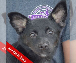 Corillon Dogs for adoption in Huntley, IL, USA