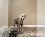 Small Photo #1 Weimaraner Puppy For Sale in HEMET, CA, USA