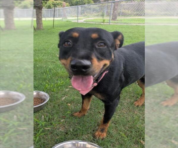 Medium Photo #1 Rottweiler Puppy For Sale in Texas City, TX, USA