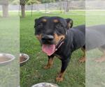 Small Rottweiler