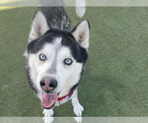 Siberian Husky Dogs for adoption in Martinez, CA, USA