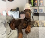Puppy Black Collar Doberman Pinscher