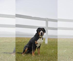 Father of the Greater Swiss Mountain Dog puppies born on 05/20/2025