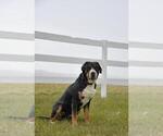 Small Photo #1 Greater Swiss Mountain Dog Puppy For Sale in BELLEFONTE, PA, USA