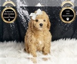 Small #5 Poodle (Toy)
