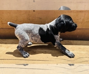 German Shorthaired Pointer Puppy for sale in WOODLAND PARK, CO, USA