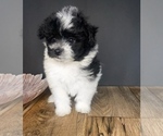 Small Photo #2 Pomeranian-Poodle (Toy) Mix Puppy For Sale in PORTAGE, MI, USA