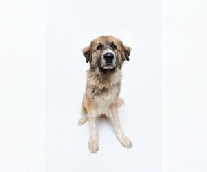 Peaches (fka Princess) - Female Anatolian Shepherd-Unknown Mix Dog for Adoption - Photo #5