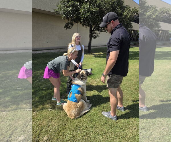 Medium Photo #8 Great Pyrenees-Unknown Mix Puppy For Sale in Houston, TX, USA