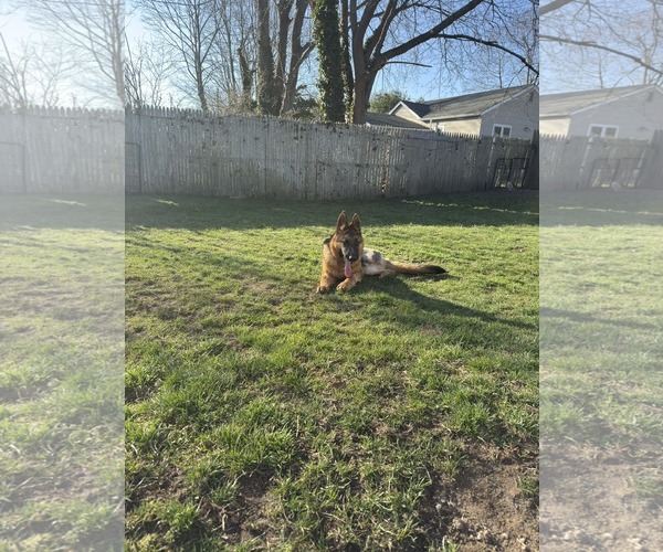 Medium Photo #5 German Shepherd Dog Puppy For Sale in Woodbury, NY, USA