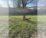 Small #4 German Shepherd Dog