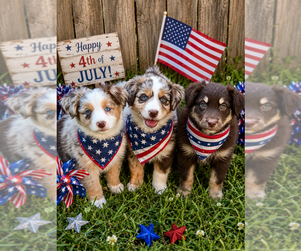 Medium Photo #1 Miniature Australian Shepherd Puppy For Sale in WAYNE, NE, USA