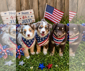Miniature Australian Shepherd Puppy for sale in WAYNE, NE, USA
