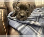 Small Photo #62 American Bully Puppy For Sale in REESEVILLE, WI, USA