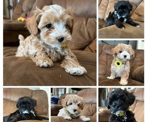 Maltipoo Litter for sale in SANGER, CA, USA