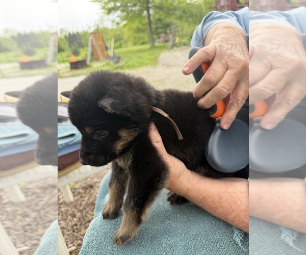 Medium Photo #8 German Shepherd Dog Puppy For Sale in FORT WAYNE, IN, USA