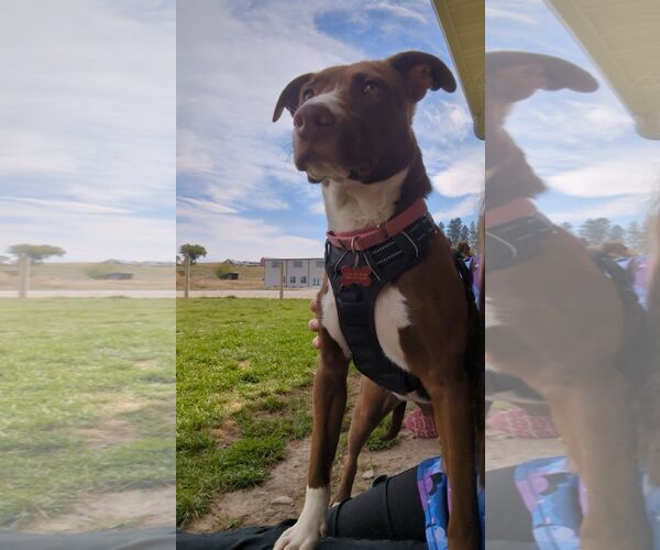 Medium Photo #3 Lab-Pointer Puppy For Sale in Polson, MT, USA