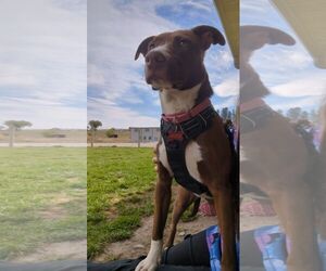 Abby Lee Miller - Female Lab-Pointer Dog for Adoption - Photo #3