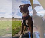 Small #2 Lab-Pointer