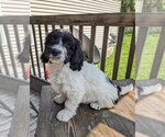 Small #1 Cockapoo-Poodle (Miniature) Mix