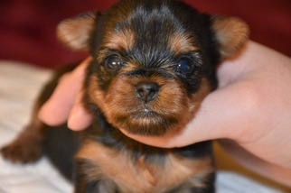 Yorkshire Terrier Puppy for sale in MARYSVILLE, WA, USA